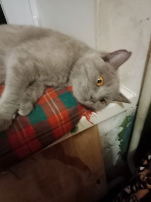 Котик британец кастрированный в добрые руки