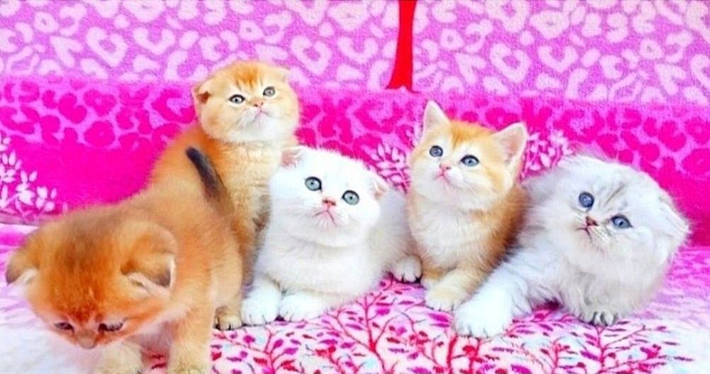 Золотые и серебристые шиншиллы Очаровательные малыши