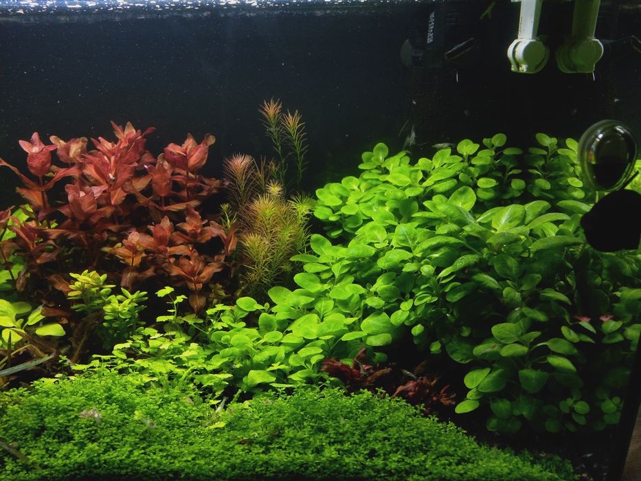 Lobelia Cardinalis sp. Mini (Stroiczka kardynalska )