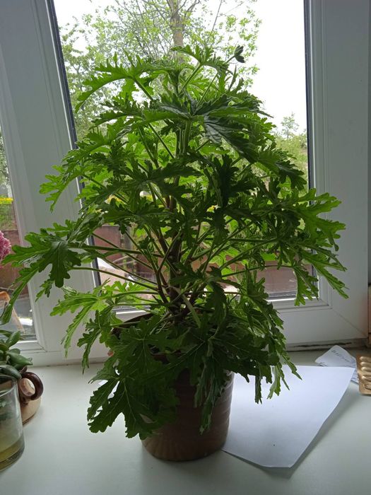Герань ароматна лимонна.Pelargonium graveolens