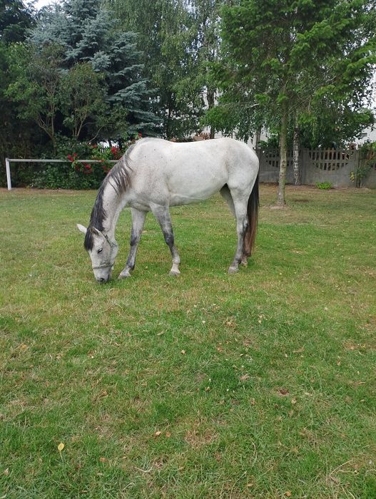 Sprzedam dwie klacze