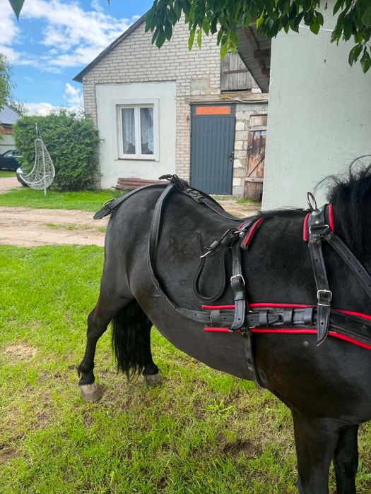 Koń kucyk ogierek