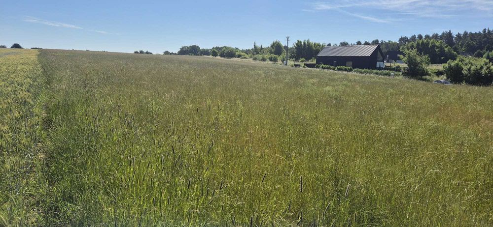 Na sprzedaż działka rekreacyjna w Sasinie – blisko morza i lasu! - Widok 6