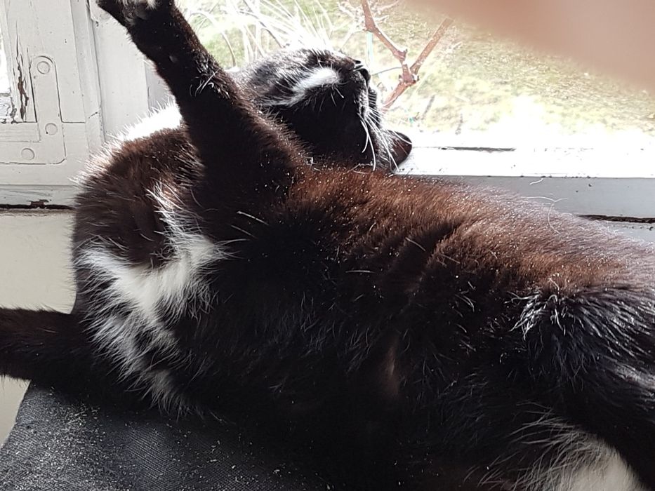 Czy komuś skradnie serce?