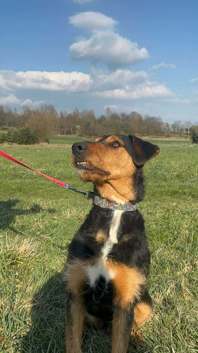 Młody pies uwielbiający spacery i zabawę – adoptuj!