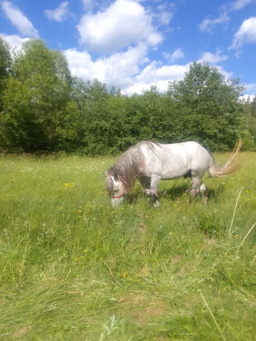 Жеребець для спарювання