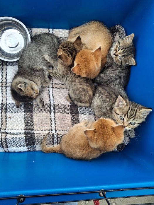 Продаж Шотландських Кошенят