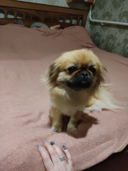 Продам цуценят пекінеса