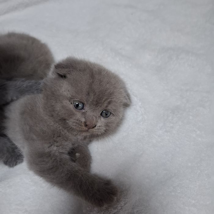шотландські котята