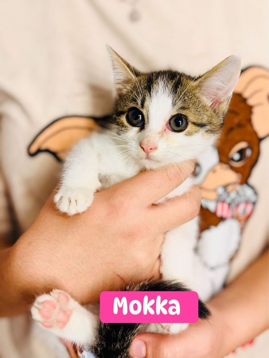 Mirelka, Melba, Mona i Mokka – 4-miesięczne kotki, mogą być adoptowane osobno, tylko do domu niewychodzącego