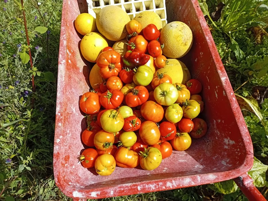 Vendemos legumes