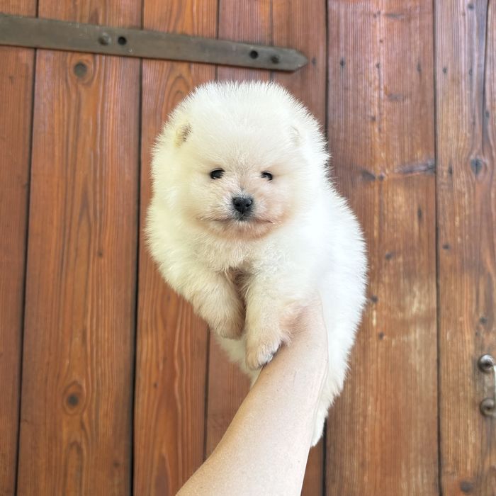 ляльковий ведмедик шоу классу