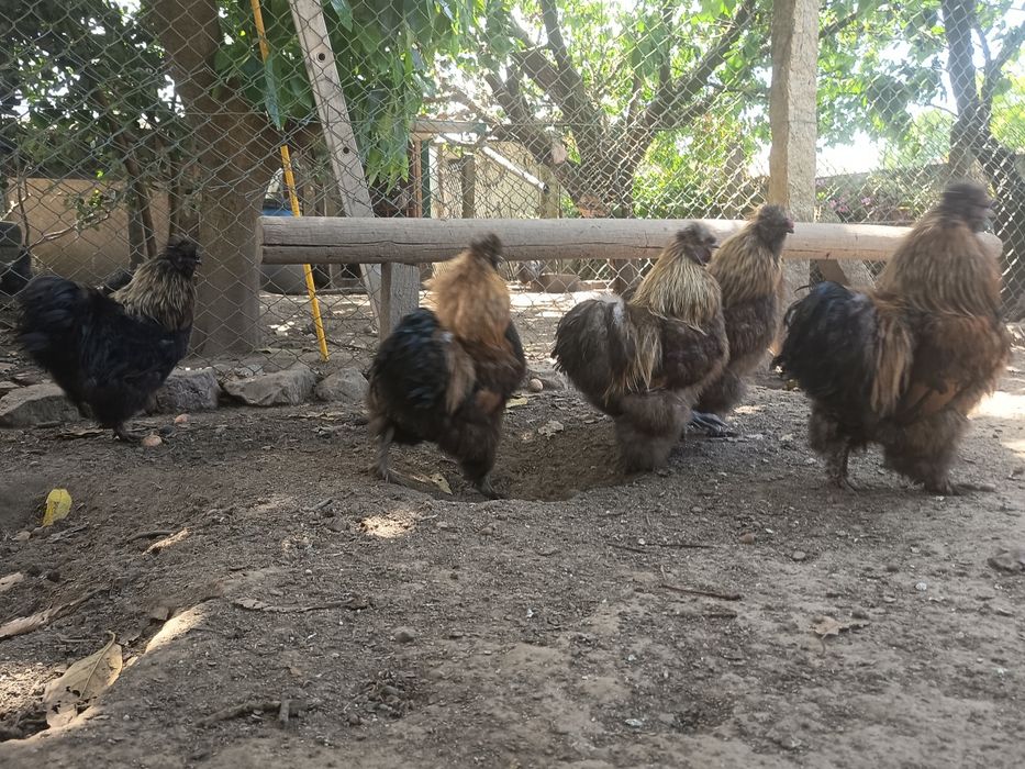 Vendo Galos Sedosos