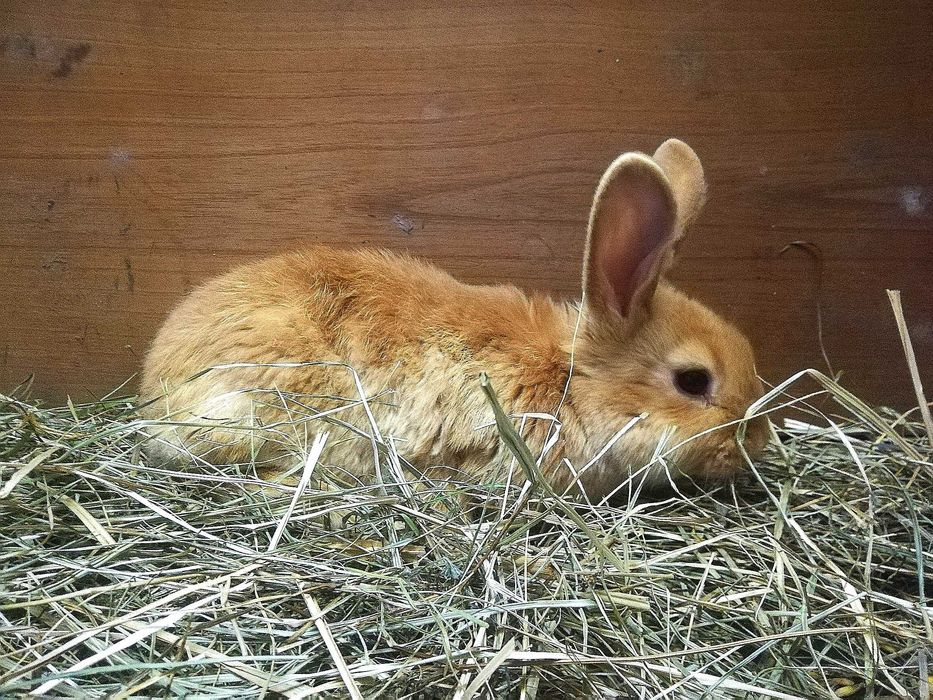 Sprzedam Młode Króliki mieszane