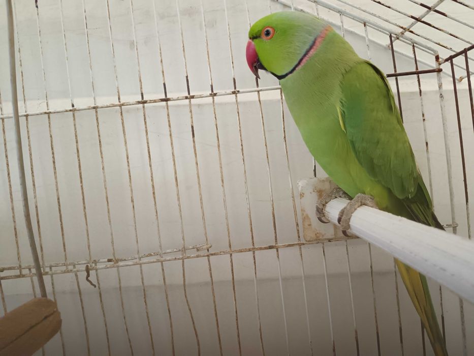 Vendo ring neck adulto macho