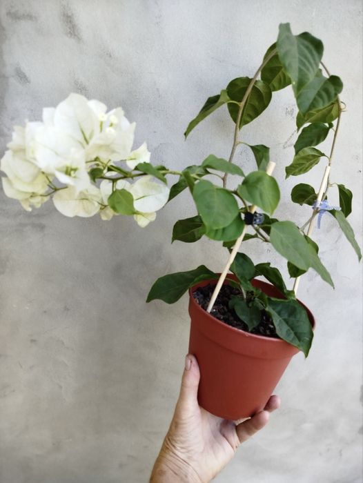 Бугенвілія  Bougainvillea  з цвітом