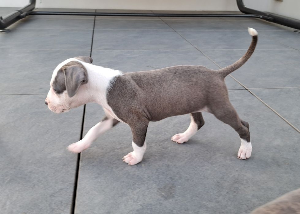 Amstaff   suczka