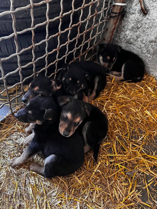 Віддам цуценят в добрі руки
