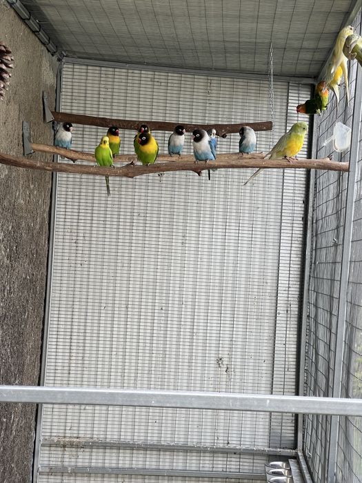 Agapornis ficher e personatus sexados