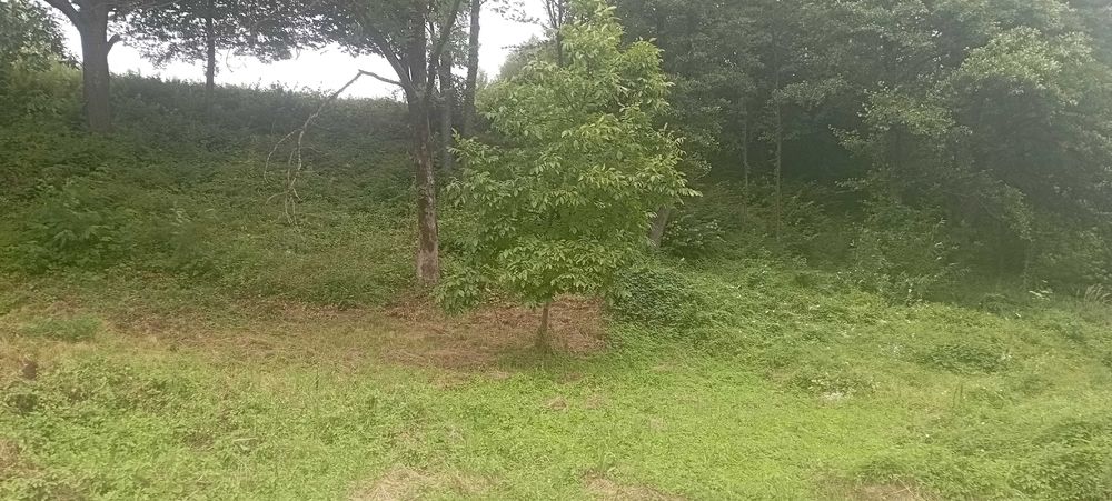 Ціну змінено! Продаємо ділянку у Квітки Полонини Солочин Закарпатськ