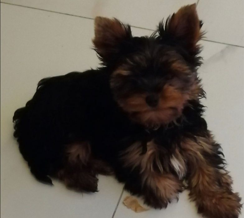 Yorkshire Terrier York piesek samiec rodowód