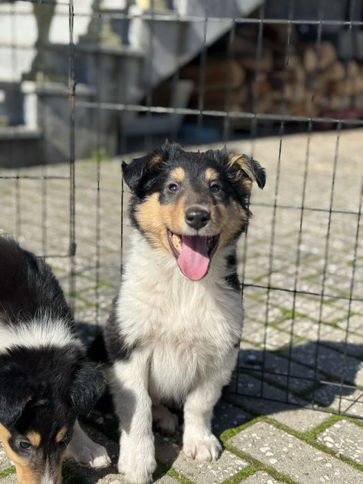 Rough Collie / Lassie