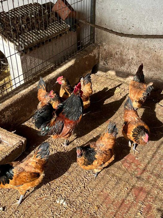 VORWERK ovos galados (FÉRTEIS)