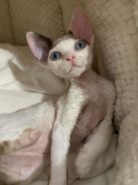Devon Rex koczenta WGF