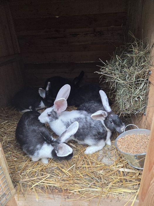 Króliki w różnym wieku i maści