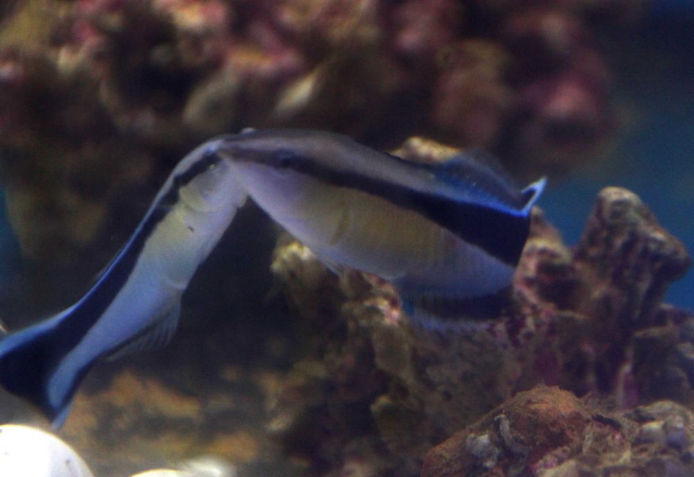 Labroides dimidiatus,  morskie