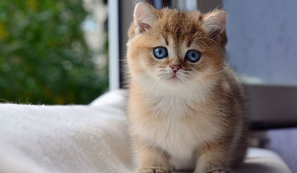 Золотая шиншилла