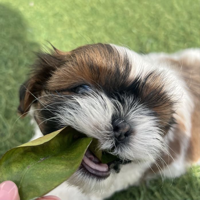 Menino Shih Tzu /shitzu
