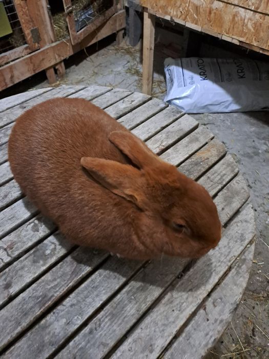 Króliki nowozelandzkie czerwone