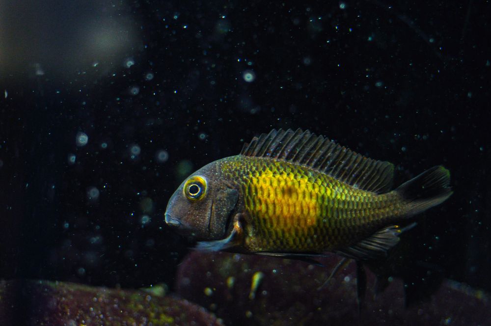 Ciclideos do Tanganyika, grupo 12 tropheus mpulungu f1