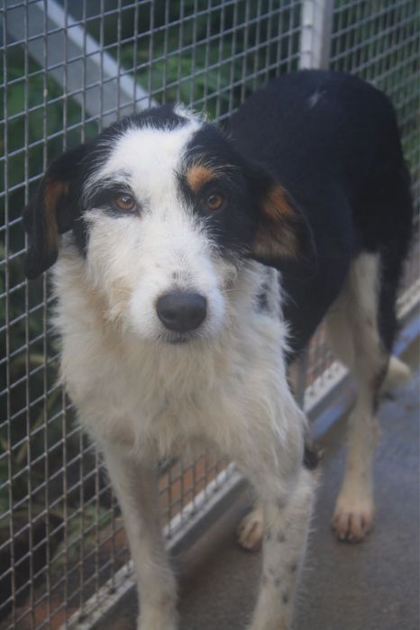 Dogos macho jovem de porte grande