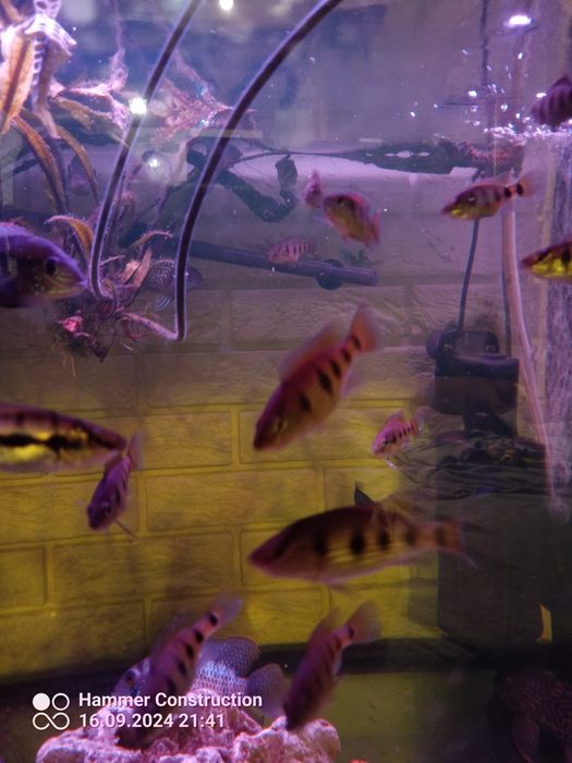 Hemichromis ellengatus pielęgnice