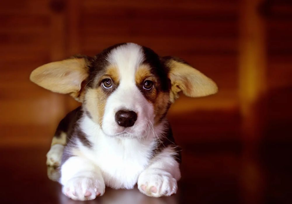 Вельш коргі кардиган