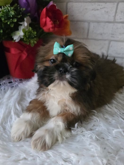 Shih Tzu suczka 2 msc