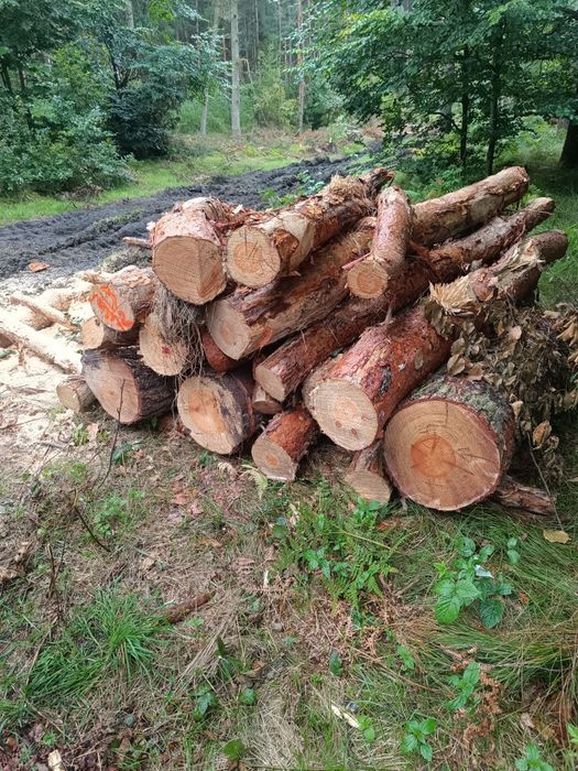 Drewno opałowe i kominkowe wycinka drzew