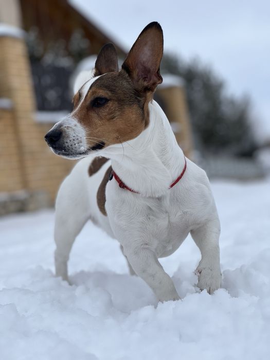 Вʼязка Джек рассел, хлопчик