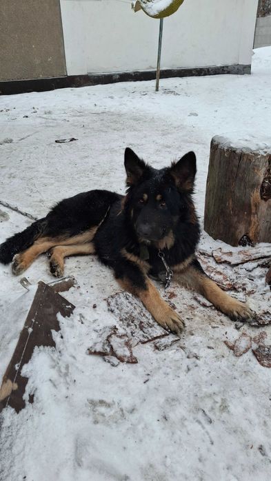 Продам Немецкого Овчара