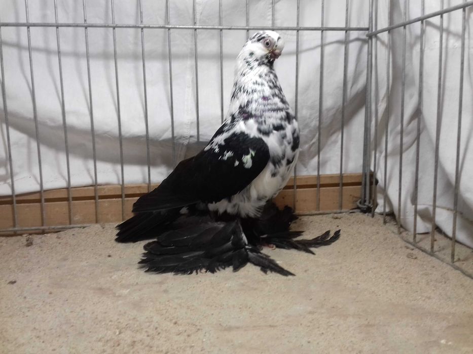 Motyl motyle samica z 2022 gołębie ozdobne