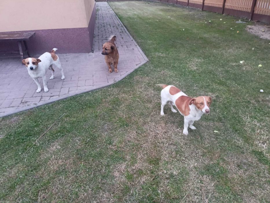 Młode psy nierasowe.