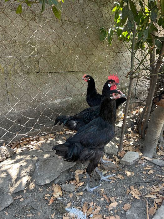 Trio de Andaluza Surenha morucha negro