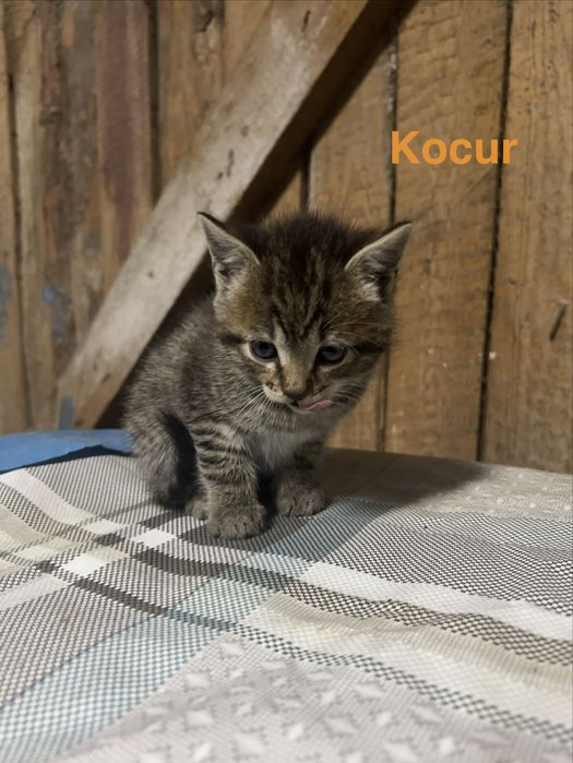 Dwa małe porzucone kocurki szukają kochającego domu