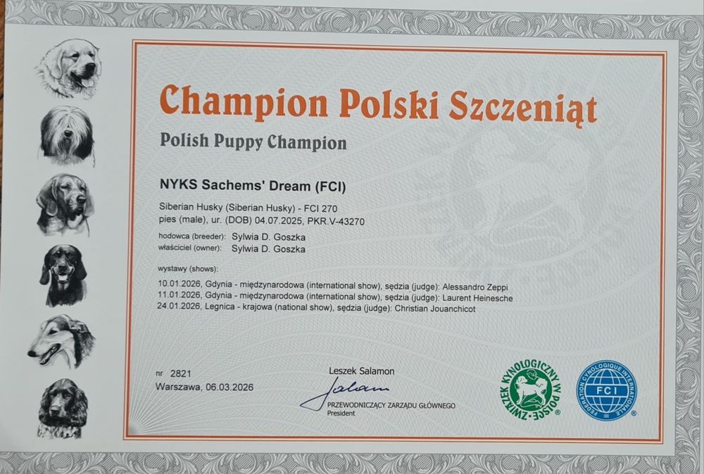 Siberian Husky ZKwP Junior