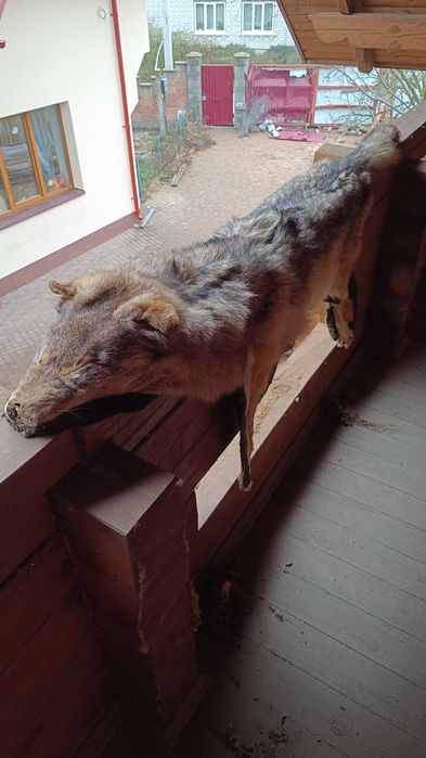 Шкура вовка, оброблена