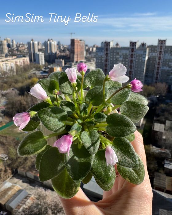 Продам Сортові фіалки