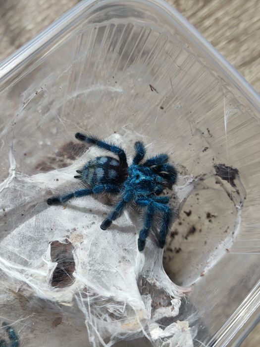 Caribena versicolor