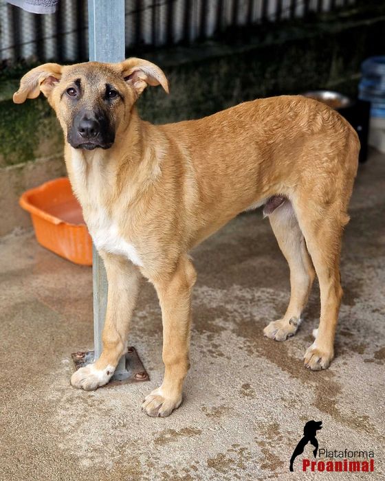 TED - Cãozinho hiper meigo para adoção